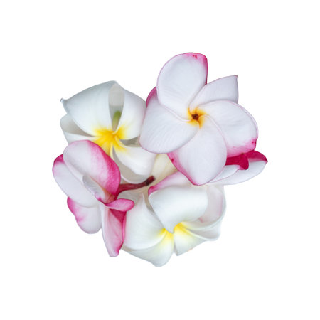 Frangipani flower isolated on white background with clipping path.の写真素材
