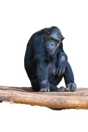 Chimpanzee sitting on a log isolated on white background.の写真素材