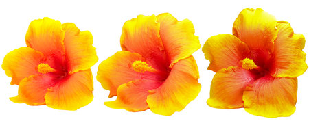 Orange hibiscus flower isolated on white background. Clipping Pathの写真素材