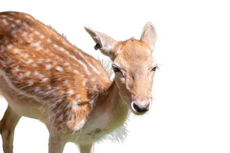 Young fallow deer on white background, close-up portrait.の写真素材
