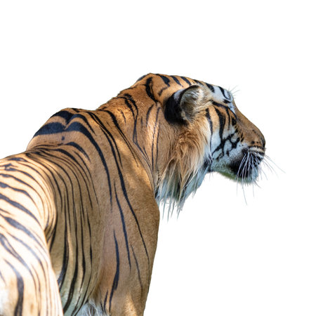 Close-up of tiger isolated on white background with clipping path.の写真素材