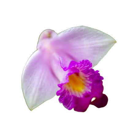 Purple orchid isolated on white background. Clipping path included.の写真素材