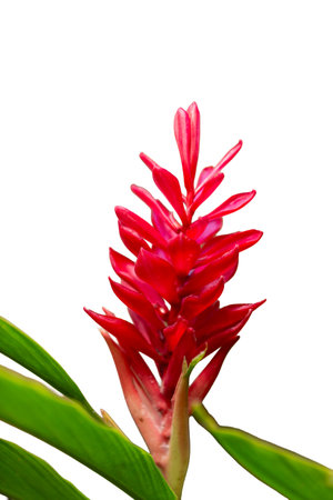 Red flower of Bromeliad on white background. (Curcuma alismatifolia)の写真素材