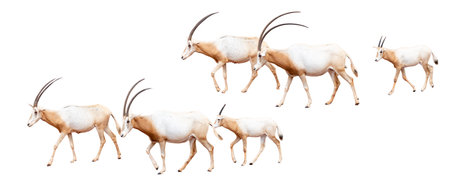 a group of antelope isolated on white backgroundの写真素材