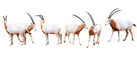 Scimitar-horned oryx (Oryx gazella) isolated on white backgroundの写真素材