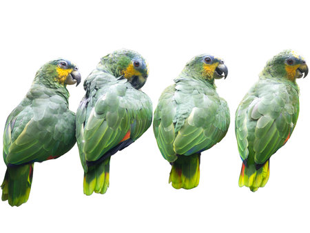 Parrots isolated on white background. Group of beautiful parrots.の写真素材