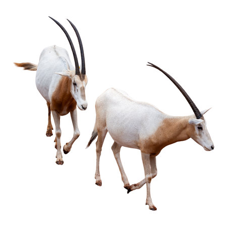 Two gemsbok antelope isolated on white background with clipping pathの写真素材