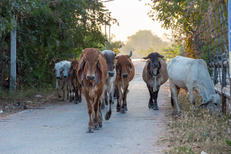 Herd of cows walking along the road in rural area of thailandの写真素材