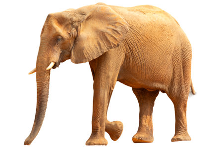 Elephant isolated on white background, clipping path included for easy editing.の写真素材