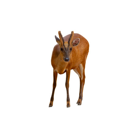Muntjac isolated on a white background, clipping path included.の写真素材