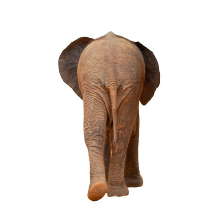 African elephant baby rear view on white backgroundの写真素材