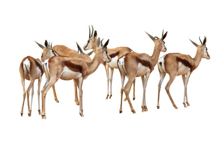 springbok antelope isolated on white background with clipping path.