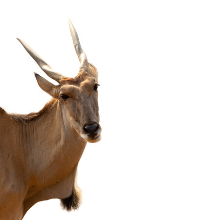 Portrait of antelope isolated on white background with clipping path.の写真素材