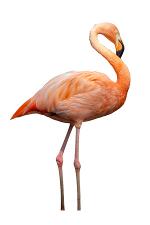 Pink flamingo isolated on a white background, clipping path included.の写真素材