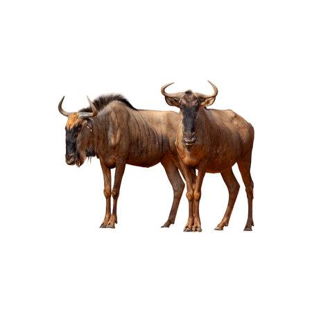 Two wildebeest (Connochaetes taurinus) isolated on white backgroundの写真素材
