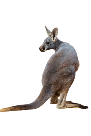 Kangaroo isolated on white background.の写真素材