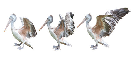 Set of pelican isolated on white backgroundの写真素材