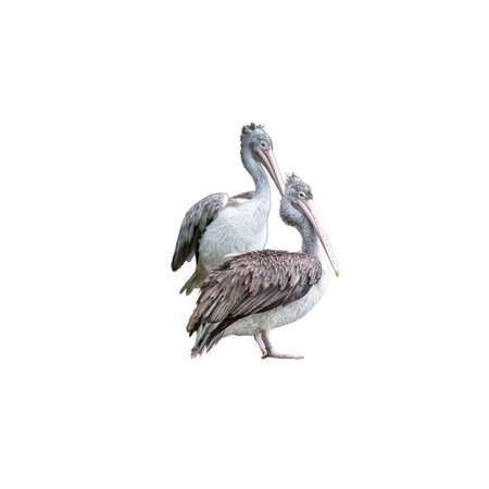 Pelican isolated on white background. Clipping path included.の写真素材