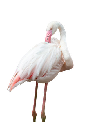 Greater flamingo isolated on white background, clipping path included.の写真素材