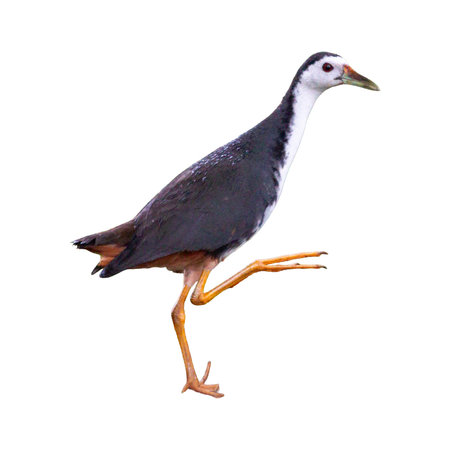 White-breasted Waterhen (Rallus phoenicurus) isolated on white backgroundの写真素材
