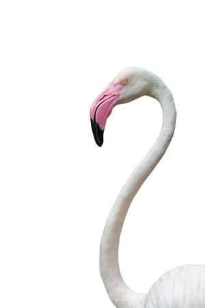 Greater flamingo  Phoenicopterus roseus  isolated on white backgroundの写真素材