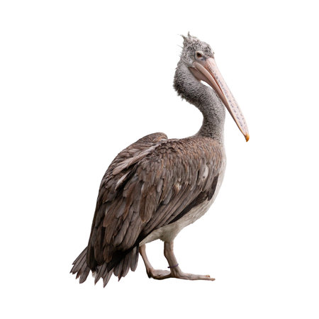 Pelican, Pelecanus occidentalis, isolated on white backgroundの写真素材