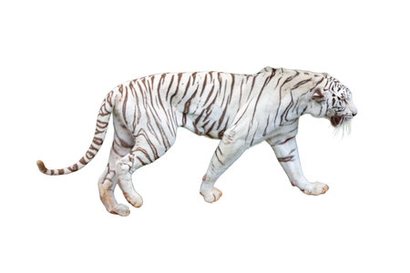 White tiger isolated on a white background with clipping path.の写真素材