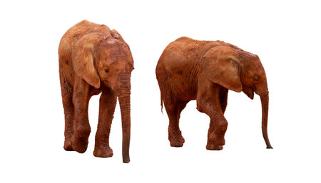 Elephants isolated on white background, clipping path included,の写真素材