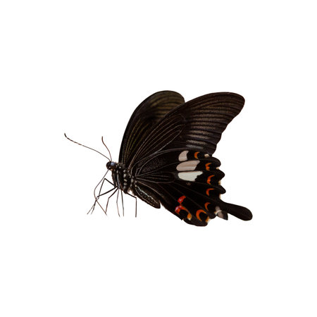 black Butterfly isolated on white background. Clipping path included.の写真素材