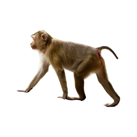 Monkey isolated on white background, clipping path, Full depth of field