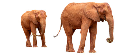 Two elephants isolated on a white background. The concept of conservation and protection of wild animals.の写真素材