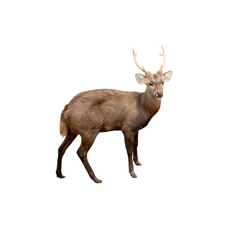 Sika deer isolated on white background. Clipping path included.の写真素材