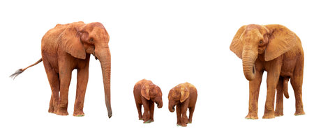 Elephant family isolated on white background with clipping path for easy to use.の写真素材