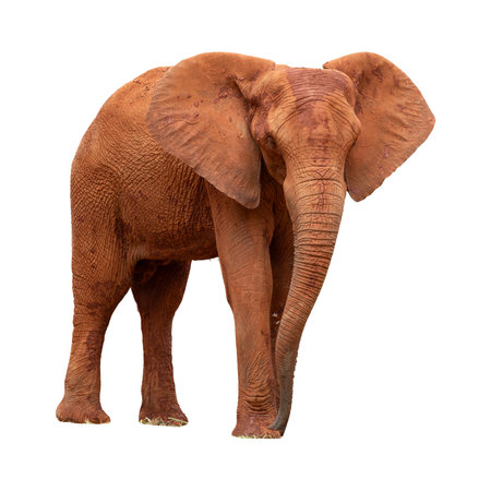 African elephant isolated on white background. Clipping path included for easy extraction.の写真素材