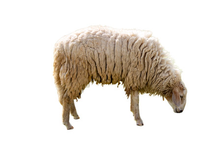 Sheep isolated on white background. Sheep on a white background.の写真素材
