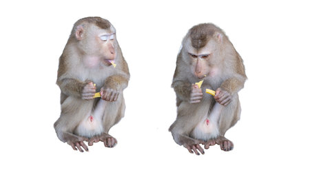 Monkey isolated on white background with clipping path and full depth of fieldの写真素材