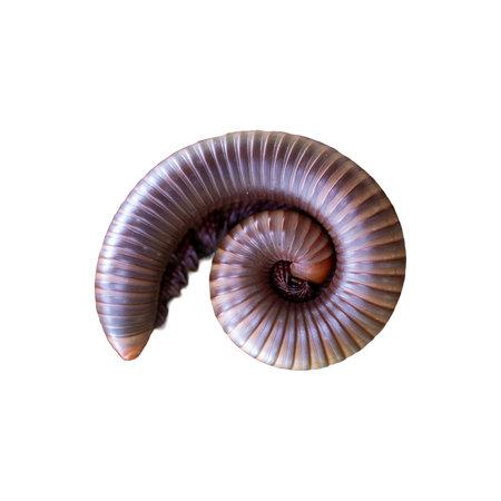 Millipede isolated on white background.