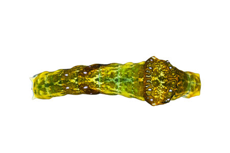 Bright green caterpillar on white background. Top view.
