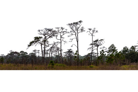 Pine trees isolated on white background with clipping path for design.の写真素材