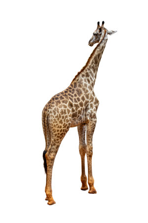 Giraffe isolated on white background, clipping path included, no shadowの写真素材