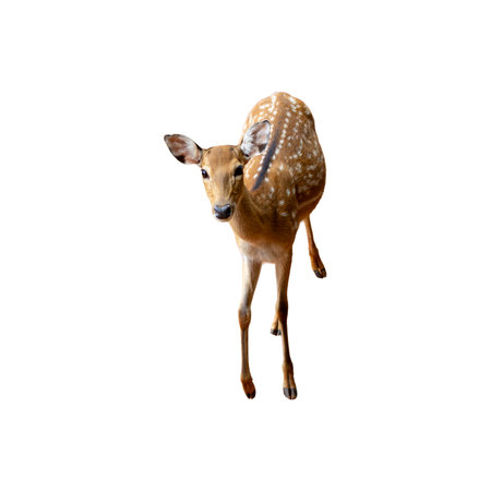 Deer isolated on white background, clipping path included in file.の写真素材