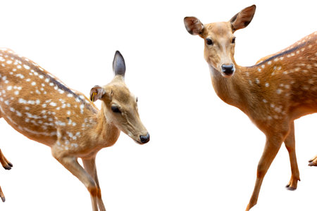 spotted deer isolated on white background with clipping path and full depth of fieldの写真素材