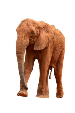 Elephant isolated on white background with clipping path for easy isolation.の写真素材