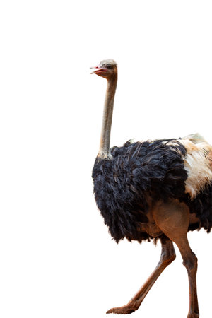 Ostrich isolated on white background with clipping path. Side view.の写真素材