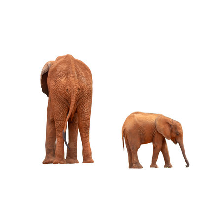 African elephant isolated on white background. Clipping path included for easy extraction.の写真素材