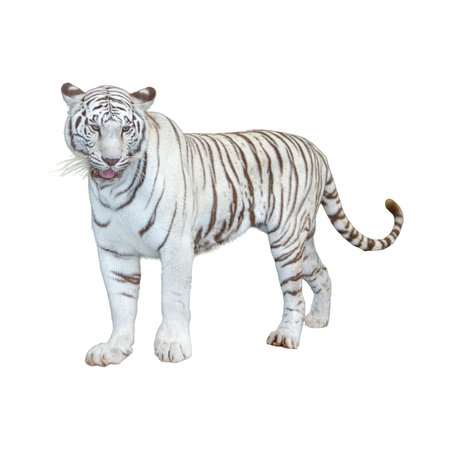 White tiger isolated on white background. with clipping pathの写真素材
