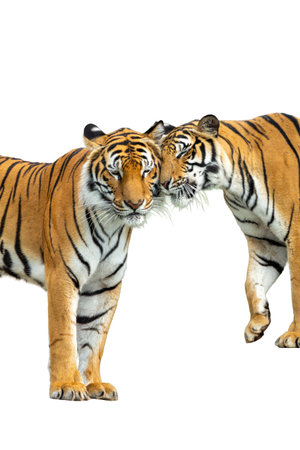 Two tigers are fighting. Isolated on white background with clipping path.の写真素材
