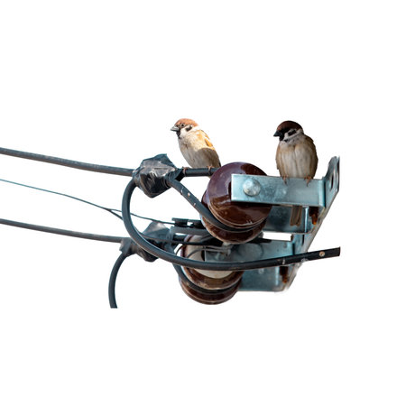 House sparrows on electric cable isolated on white background with clipping path