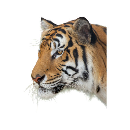 Siberian Tiger isolated on white background, Panthera tigrisの写真素材