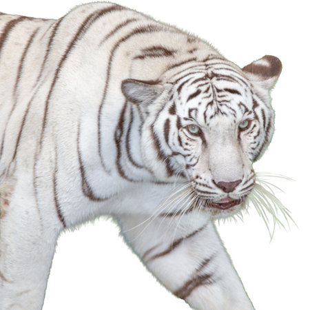 White tiger isolated on white background with clipping path and full depth of fieldの写真素材